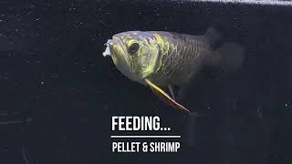 Blue Base Crossback VLOG-Week 100(2026/3/22) Feeding Only
