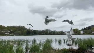 Birdwaching May 14 give Lots of priceless moments betwen Coot- Ducks-Pigeons- Norway 