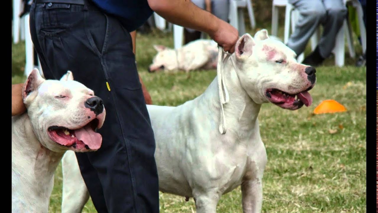 Guard Dogs Breeds