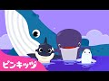 イルカとクジラの歌🐬🐳 | 海の動物 | どうぶつの歌 | 子どもの歌 | ピンキッツ・ベイビーシャーク