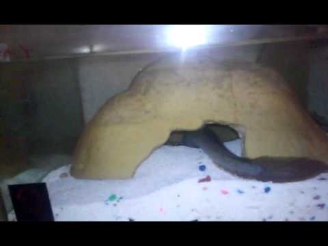 Video: Come prendersi cura di un Violet Goby (Dragonfish)
