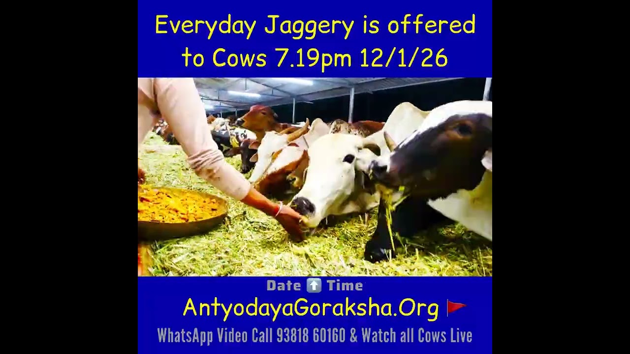 [12 Jan 2026] Sweet Treat to End the Day in Goshala