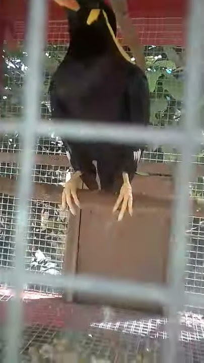 Burung Beo Ngomong Cewek Dan Assalamualaikum