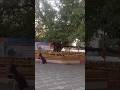 दिक्षाभूमी नागपुर #dikshabhumi #bodhitree