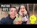 Mais Filhote de Ganso | Faisão Bravo | Ovo emu Australiano | Aves Recriar