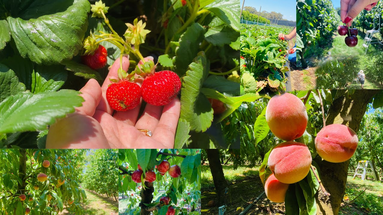 Fruit picking at Naturipe Fruits, Bacchus Marsh Nectarine Cherries