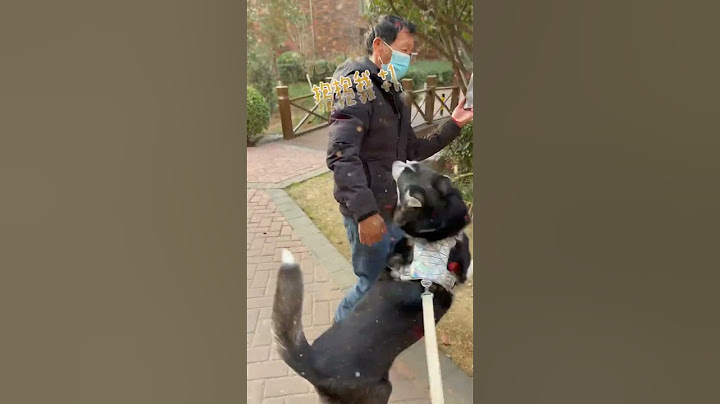 【油条不拆家】二哈：哎呀这么巧呢，大家都出来遛弯了…#shortsvideo #狗狗 #二哈