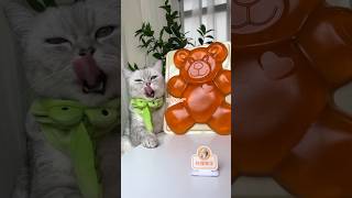 🧸I Made The Biggest Lollipop & Mega Gummy Bear Ever!😲 #Catsofyoutube #Tiktok #Shorts