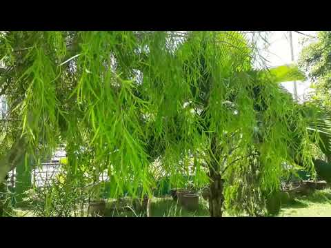 Video: Apakah Pokok Willow Hitam - Petua Penjagaan Pokok Willow Hitam