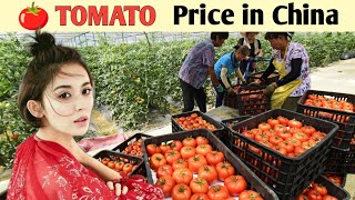 Tomato price in China चीन में टमाटर की क़ीमत china niranjan