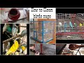 How to Clean Birds | Budgies | Lovebirds | Cockatiels Cage...