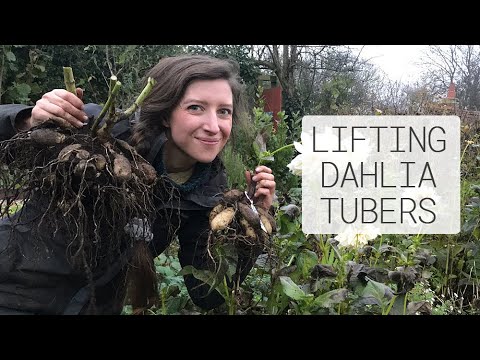 Video: Si Të Zgjasni Lulëzimin E Dahlias