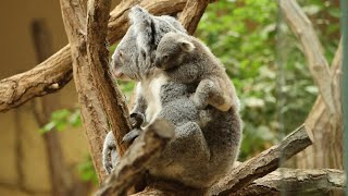 【コアラの赤ちゃん】ママがやらかした！　東山動物園