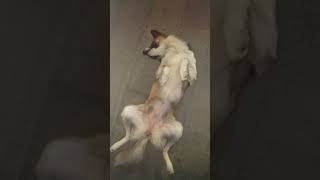 Köpek değil akıl küpü 😄