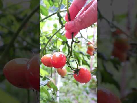 Video: Menanam Ceri Hujan: Penjagaan Pokok Ceri Hujan