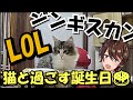 【誕生日配信】猫を眺めながらlolをして肉を焼いた