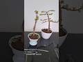 portulacaria aura bonsai #bonsai #bonsaitree #bonsaimini #bonsaiart #nature