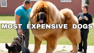15 Most Expensive Dogs in the World