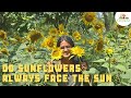 Did you know this about sunflowers?🌻 Facts from our Permaculture garden