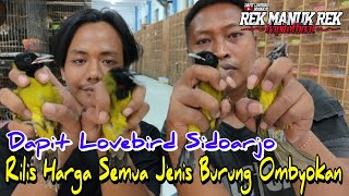 Update Stok dan Harga Burung Ombyokan maLam Hari di Di Dapit Love Bird Sidoarjo