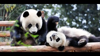 'Panda' around with Pandas ~ Chengdu ~ China