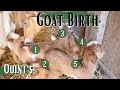 Huny Dew's Labor | I can't believe she had 5! | Nigerian Dwarf Goat Labor | Miniature Goat Birth