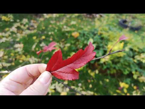 Video: Oktober - Arbeta I Trädgården Och I Trädgården