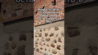 Скошенное и кривое дерево остаётся в лесу мудрость мотивация успех цитаты