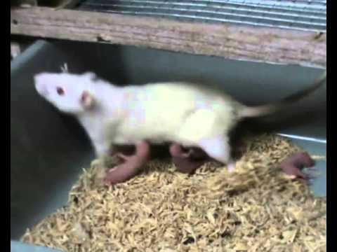 BUDIDAYA TIKUS BUDIDAYA TIKUS