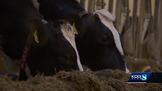 Iowa brewery using waste to help local farmers