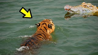 LA LEY DEL MÁS FUERTE | E.p 32 | 10 Peleas Animales | Tiger vs Crocodile, Which is Stronger?