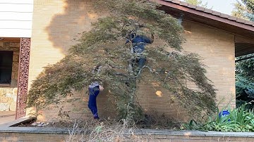 Japanese Maple Pruning Secrets Explained