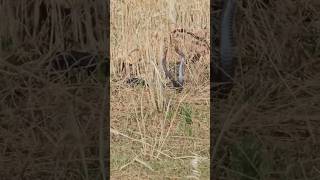 #keşfet #keşfetbeniöneçıkar #keşfetteyiz #keşfetedüş #aboneol #youtubeshorts #yılan #kobra #piton