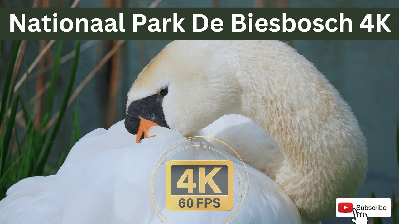 Nationaal Park De Biesbosch 4K-60fps Video - Piano