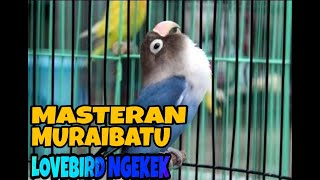 🔴MASTERAN MURAIBATU || Suara burung Lovebird NGEKEK.