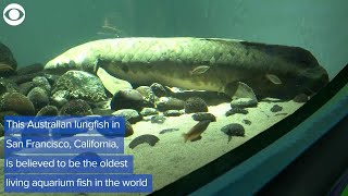 WEB EXTRA: Oldest Living Aquarium Fish Is 90 Years Old