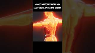 Shocking Truth: Your Elliptical Works More Muscles Than You Think!