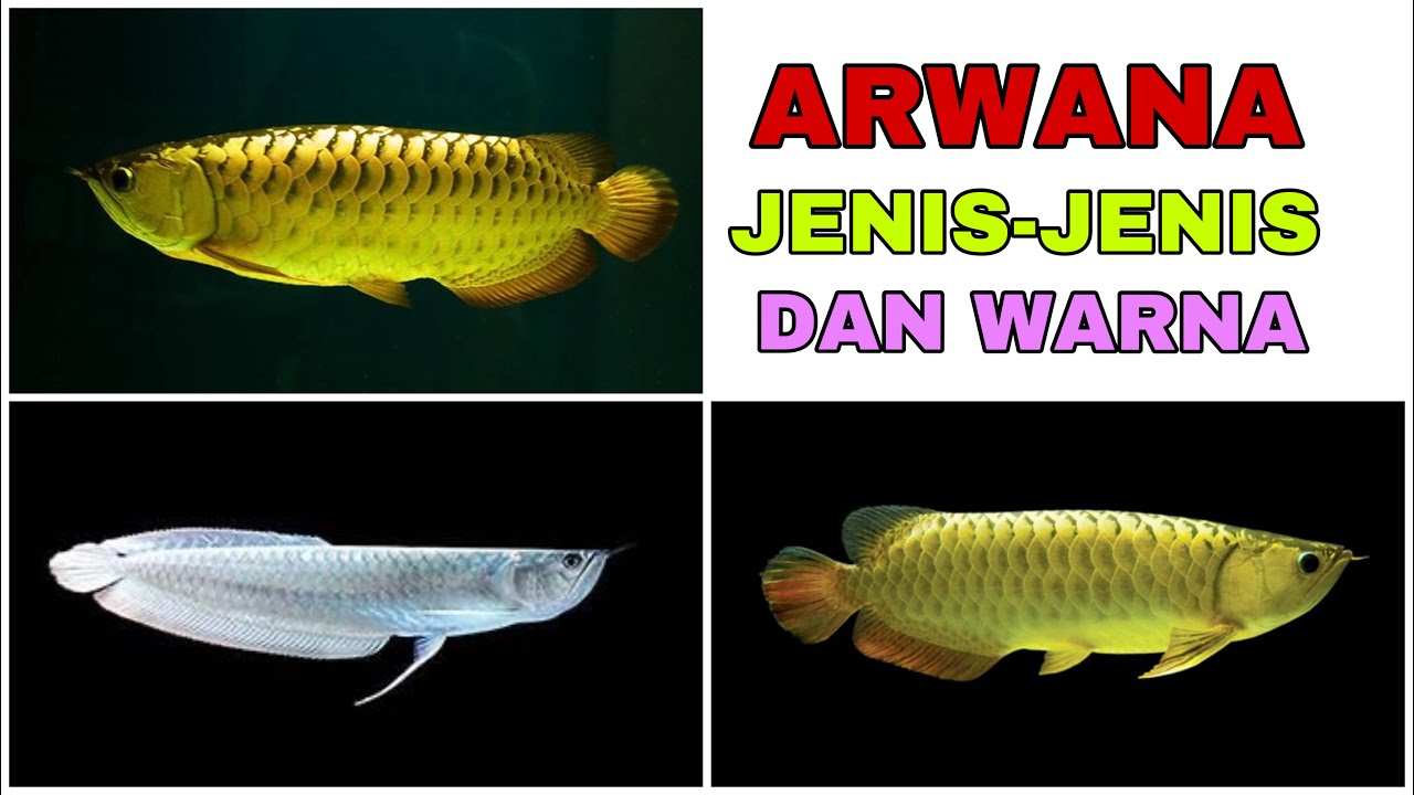  JENIS  JENIS IKAN ARWANA  AROWANA  FISH YouTube