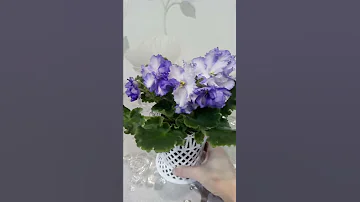 Фиалка РС-Призрак