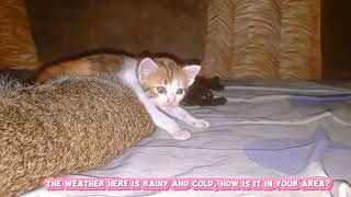 cat kitten cute funny  beautyfull lovely #cat #kitten