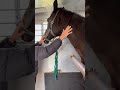【2025.12.31】令和7年最後の47頭目🐴 肥育場から保護した子🐴 #馬 #馬の学校 #河内長野市 #山武市 #競馬 #殺処分ゼロを目指して #動物 #horse