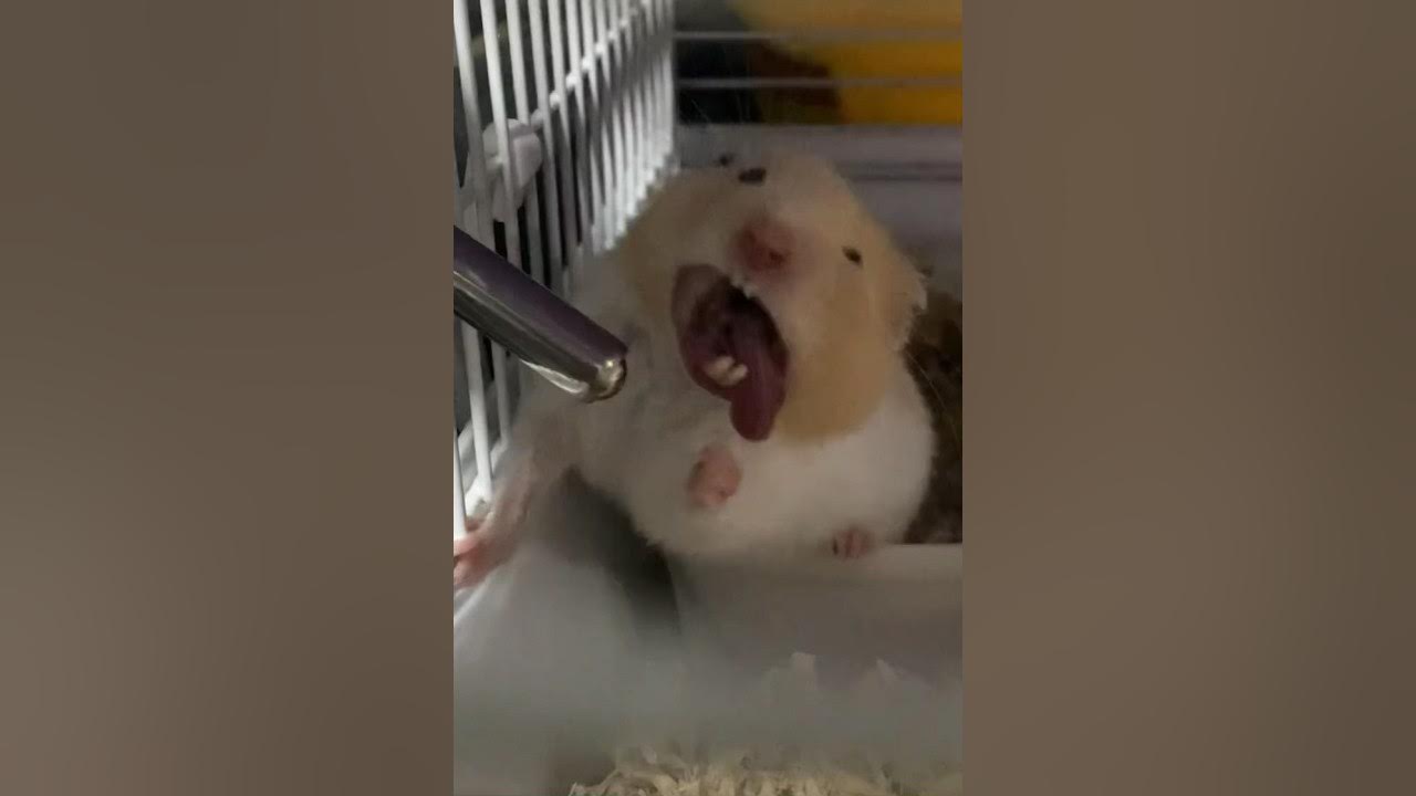 water-makes-me-sick-cute-water-shorts-hamsters-youtube