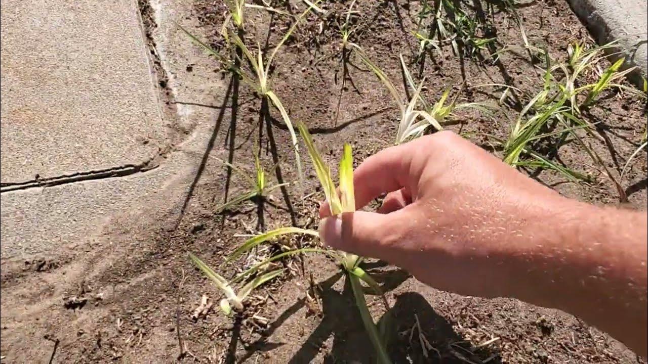 Tenacity On Yellow Nutsedge / What It Looks Like YouTube