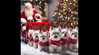 Westies Gone Wild Week 7 Availability #westie #westhighlandwhiteterrier #puppies