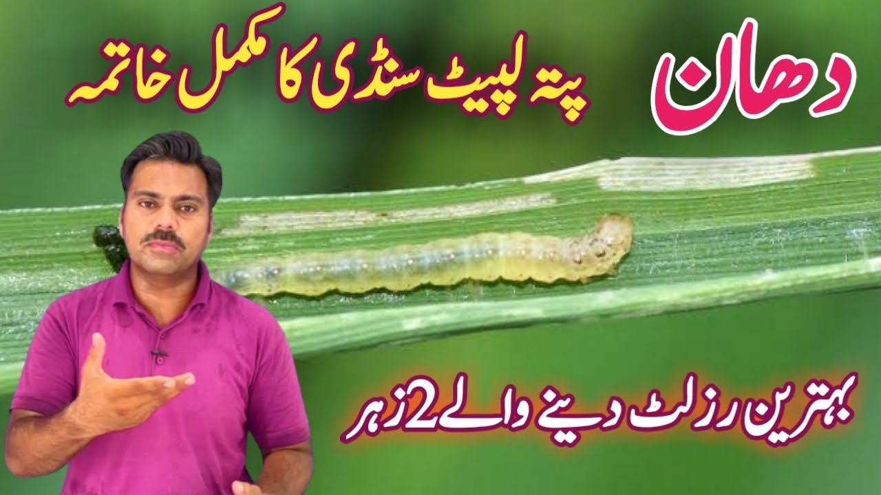 The best insecticides against rice leaf folder in rice field | Abid Ali Agrarian