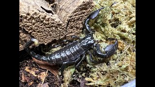 Pandinus imperator, the Emperor Scorpion rehouse and care