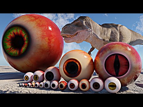 EYE SIZE COMPARISON