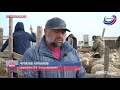 В Дагестане завершается перегон скота на зимние пастбища
