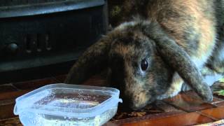 confused rabbit drinks sparkling water for first time