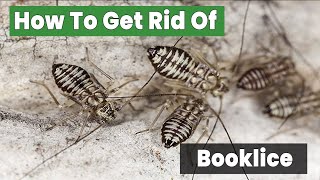 How to Get Rid of Booklice | Just 14 Steps to Solved Booklice Problem | The Guardians Choice